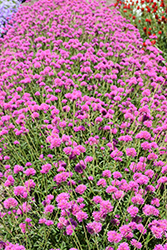 Truffula Pink Gomphrena (Gomphrena 'PAST0517E') at English Gardens