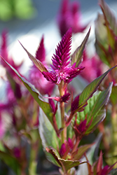 Kelos Atomic Violet Celosia (Celosia 'Kelos Atomic Violet') at English Gardens