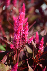 Kelos Atomic Neon Pink Celosia (Celosia 'Kelos Atomic Neon Pink') at English Gardens