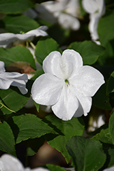 Beacon White Impatiens (Impatiens walleriana 'PAS1357832') at English Gardens