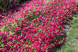 Wave Carmine Velour Petunia (Petunia 'PAS1302763') at English Gardens