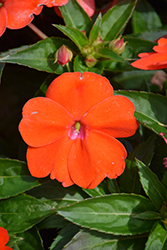 SunPatiens Vigorous Orange New Guinea Impatiens (Impatiens 'SAKIMP056') at English Gardens