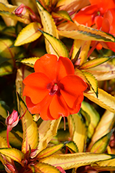 SunPatiens Vigorous Tropical Orange New Guinea Impatiens (Impatiens 'SAKIMP055') at English Gardens