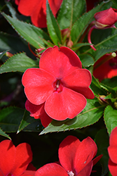 SunPatiens Vigorous Red Impatiens (Impatiens 'SAKIMP048') at English Gardens
