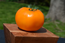 Jubilee Tomato (Solanum lycopersicum 'Jubilee') at English Gardens