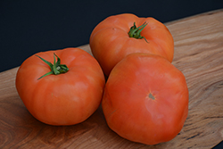 Classic Beefsteak Tomato (Solanum lycopersicum 'Beefsteak') at English Gardens
