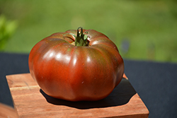Black Krim Tomato (Solanum lycopersicum 'Black Krim') at English Gardens