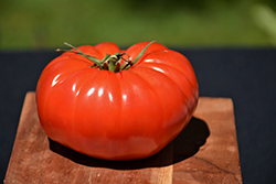 Champion Tomato (Solanum lycopersicum 'Champion') at English Gardens