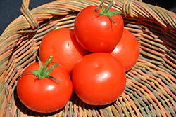 Celebrity Tomato (Solanum lycopersicum 'Celebrity') at English Gardens
