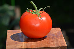 Marglobe Tomato (Solanum lycopersicum 'Marglobe') at English Gardens