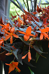 Summerwings Ebony and Orange Begonia (Begonia 'Summerwings Ebony and Orange') at English Gardens