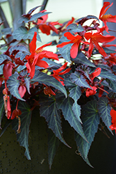 Summerwings Dark Elegance Begonia (Begonia 'Summerwings Dark Elegance') at English Gardens