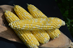 Chubby Checkers Corn (Zea mays 'Chubby Checkers') at English Gardens