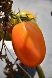 Salsarific Salsa Roma Tomato (Solanum lycopersicum 'Salsarific Salsa Roma') at English Gardens