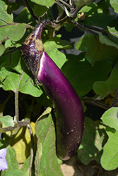 Ichiban Eggplant (Solanum melongena 'Ichiban') at English Gardens