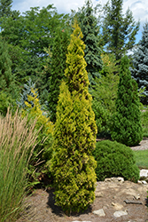 Amber Gold Arborvitae (Thuja occidentalis 'Jantar') at English Gardens