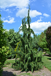 Jubilee Nootka Cypress (Chamaecyparis nootkatensis 'Jubilee') at English Gardens