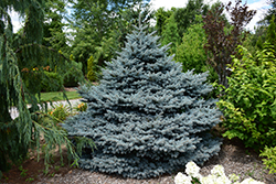 Montgomery Blue Spruce (Picea pungens 'Montgomery') at English Gardens