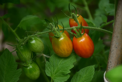 Sweet Million Tomato (Solanum lycopersicum 'Sweet Million') at English Gardens