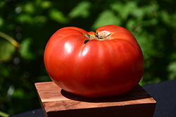 Brandywine Red Tomato (Solanum lycopersicum 'Brandywine Red') at English Gardens
