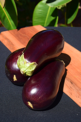 Eggplant (Solanum melongena) at English Gardens
