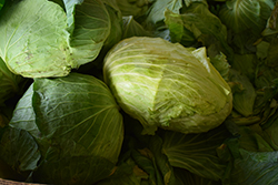 Big Flat Head Cabbage (Brassica oleracea var. capitata 'Big Flat Head') at English Gardens