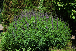 Twilite Prairieblues False Indigo (Baptisia 'Twilite') at English Gardens