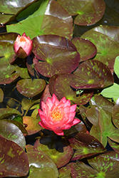 Wanvisa Hardy Water Lily (Nymphaea 'Wanvisa') at English Gardens