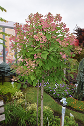 Quick Fire Hydrangea (tree form) (Hydrangea paniculata 'Bulk') at English Gardens