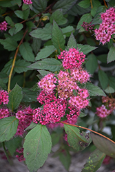 Double Play Pink Spirea (Spiraea japonica 'SMNSJMFP') at English Gardens