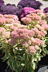 Frosted Fire Stonecrop (Sedum 'Frosted Fire') at English Gardens