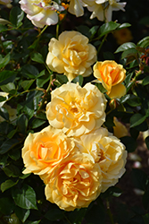 Julia Child Rose (Rosa 'WEKvosstuno') at English Gardens