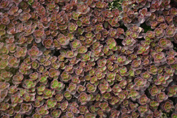 Bronze Carpet Stonecrop (Sedum spurium 'Bronze Carpet') at English Gardens