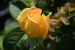Gold Struck Rose (Rosa 'Gold Struck') at English Gardens