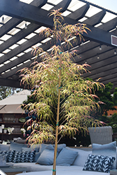 Koto No Ito Japanese Maple (Acer palmatum 'Koto No Ito') at English Gardens