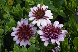 4D Berry White African Daisy (Osteospermum 'KLEOE15257') at English Gardens