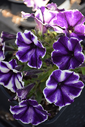 Crazytunia Blue Ice Petunia (Petunia 'Crazytunia Blue Ice') at English Gardens