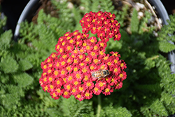 Desert Eve Red Yarrow (Achillea millefolium 'Desert Eve Red') at English Gardens