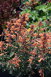 Kudos Mandarin Hyssop (Agastache 'Kudos Mandarin') at English Gardens
