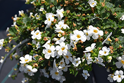 Snowstorm Snow Globe Bacopa (Sutera cordata 'Snowstorm Snow Globe') at English Gardens