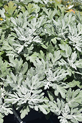 Silver Bullet Dusty Miller (Artemisia stellerianna 'Silver Bullet') at English Gardens