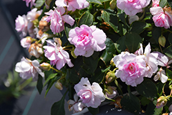 Rockapulco Appleblossom Impatiens (Impatiens 'BALFIEPLOS') at English Gardens