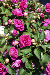 Rockapulco Purple Impatiens (Impatiens 'BALFIEPRIM') at English Gardens