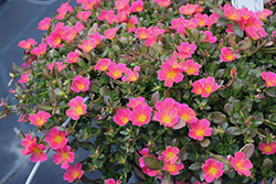 Mojave Pink Portulaca (Portulaca grandiflora 'Mojave Pink') at English Gardens