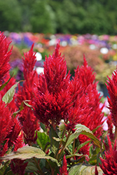 Kelos Fire Red Celosia (Celosia 'Kelos Fire Red') at English Gardens