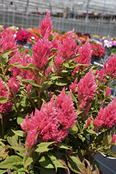 Kelos Fire Pink Celosia (Celosia 'Kelos Fire Pink') at English Gardens