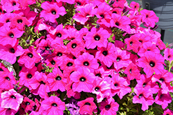 Surfinia Sumo Plum Petunia (Petunia 'Surfinia Sumo Plum') at English Gardens