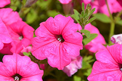 Surfinia Sumo Pink Petunia (Petunia 'Surfinia Sumo Pink') at English Gardens