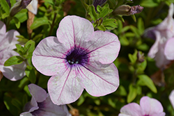 Surfinia Sumo Glacial Pink Petunia (Petunia 'Sunsurf Yohaiha') at English Gardens