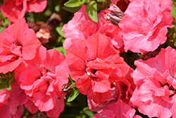 Surfinia Summer Double Salmon Petunia (Petunia 'Surfinia Summer Double Salmon') at English Gardens